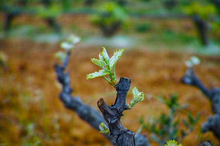 Old trunks and young green shoots of wine grape plants in rows in vineyard in spring, wine production in Greeceの写真素材