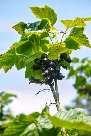 Black currant berries ripening in garden close upの写真素材