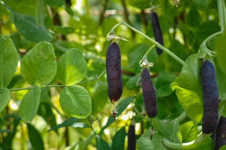 Ripe english garden peas plant, pea pods Blauwschokkers, close upの写真素材