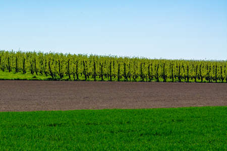 Spring landscape with farmers plowed fields, green grass, fruit trees orchards and blue sky, nature backgroundの写真素材