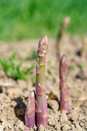 Ripe organic green asparagus growing on farmers field ready to harvest, close upの写真素材