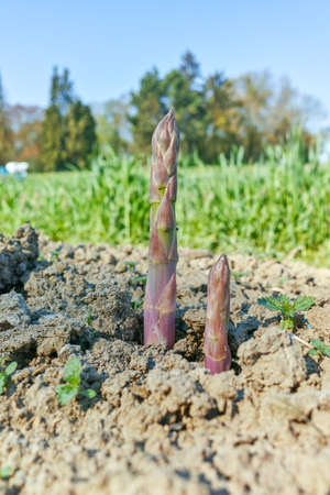 Ripe organic green asparagus growing on farmers field ready to harvest, close upの写真素材