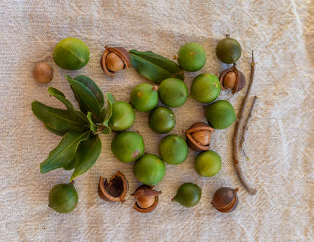 Group of ripe macamadia nuts in green and brown shell and leaves of macadamia tree close upの写真素材