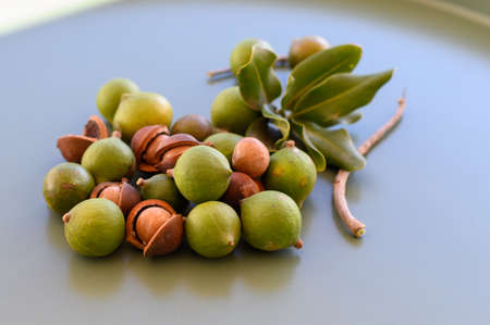 Group of ripe macamadia nuts in green and brown shell and leaves of macadamia tree close upの写真素材
