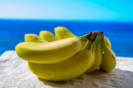 Eco farming in Spain, organic ripe yellow Canarian bananas from La Palma island and blue sea viewの写真素材