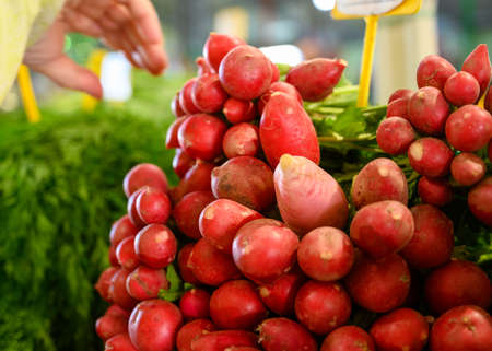 Fresh sweet organic red radish roots for sale on Sunday farmers market on Tenerife, Canary islands, Spain, close upの写真素材