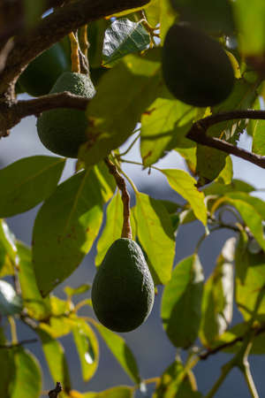 New harvest on avocado trees plantations on La Palma island, Canary islands, Spain, green ripe avocado fruit hanging on treeの写真素材