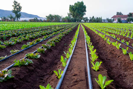 Farmers field with growing in rows green organic lettuce leaf vegetables close up