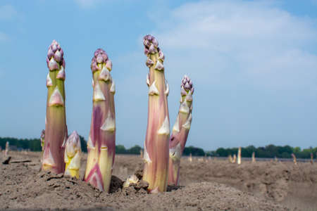 New harvest season on asparagus vegetable fields, white and purple asparagus growing uncovered on farm, agriculture in Netherlandsの写真素材