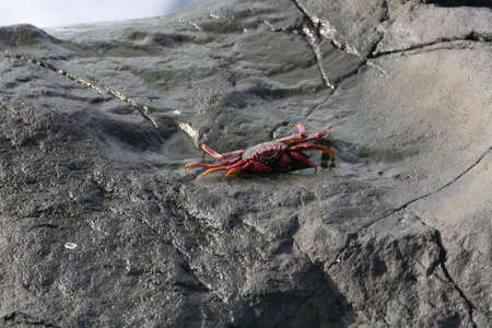 Red rock crab crawling on dark lava stones on ocean shore, La Palma island, Canary, Spain