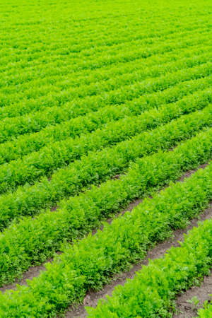 Farming field with green carrot plants growing in rows
