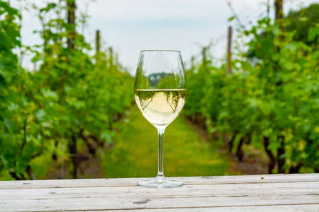 Tasting of white wine on Dutch vineyard in North Brabant, wine production in Netherlandsの写真素材
