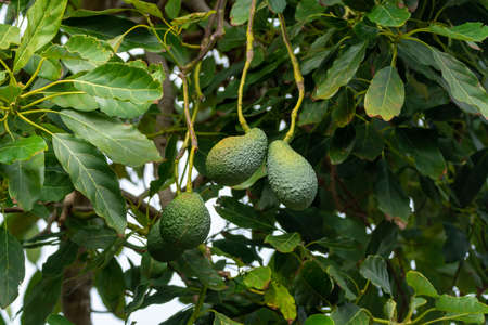 New harvest on avocado trees plantations on La Palma island, Canary islands, Spain, green ripe...
