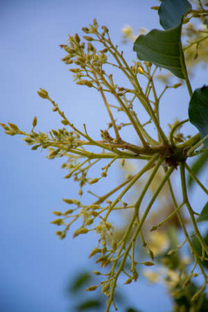 Cultivaion of healthy avocado fruits on La Palma island, Canary islands, Spain, seasonal blossom of...