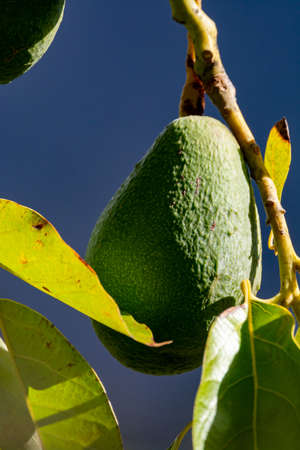 New harvest on avocado trees plantations on La Palma island, Canary islands, Spain, green ripe...