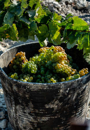 Bucket with new harvest of ripe white grape growing on special light soil in Andalusia, Spain, sweet pedro ximenez or muscat, or palomino grape ready to harvest, used for production of jerez, sherry sweet and dry winesの写真素材