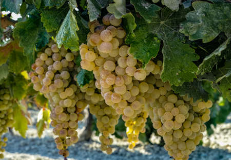 Ripe white grape growing in vineyard in Andalusia, Spain, sweet pedro ximenez or muscat, or palomino grape ready to harvest, used for production of jerez, sherry sweet and dry winesの写真素材