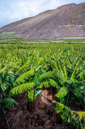 Plantations with  different cultvars of bananas plants on La Palma island, Canary, Spain, harvesting year-roundの写真素材