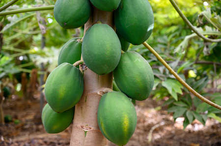 Eco farming on Tenerife island, indoor plantation with exotic papaya trees full with many big green...