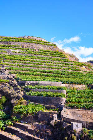 Plantations with  different cultvars of bananas plants on La Palma island, Canary, Spain, harvesting year-roundの写真素材