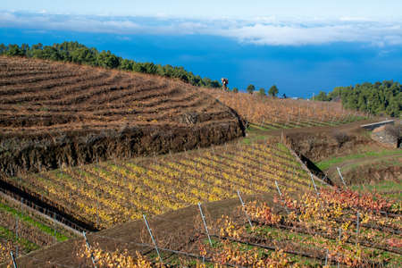 Sunny terraced vineyards located above clouds level on mountains slopes near village Puntagorda in winter, north wine production region on La Palma island, Canary, Spainの写真素材