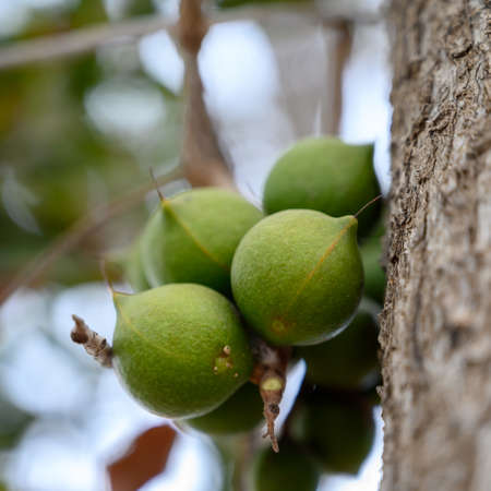 Evergreen tropical macadamia free with ripe green nuts in shell ready for harvestの写真素材