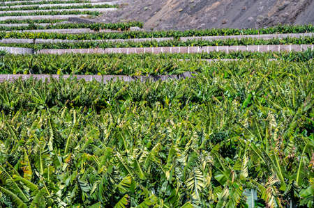 Plantations with  different cultvars of bananas plants on La Palma island, Canary, Spain, harvesting year-roundの写真素材