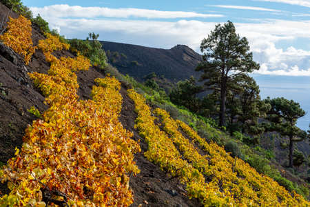 Terraced vineyards located on mountains slopes near village Fuencaliente, south wine production region on La Palma island, Canary, Spain in winterの写真素材