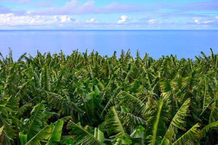 Plantations with  different cultvars of bananas plants on La Palma island, Canary, Spain, harvesting year-roundの写真素材