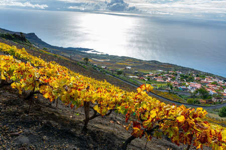 Terraced vineyards located on mountains slopes near village Fuencaliente, south wine production region on La Palma island, Canary, Spain in winterの写真素材