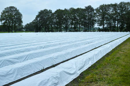 Spring fields with rows on white asparagus plants covered with white polyethylene plastic film in...