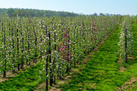 Spring landscape with fields, orchards and roads in Haspengouw region, Limburg, Belgium in sunny dayの写真素材