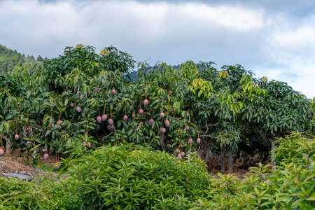Eco farming on La Palma island, plantations with organic mango trees with many sweet ripe  mango fruits ready for harvest, Canary islands, Spainの写真素材