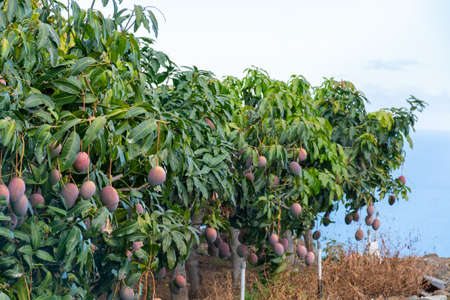 Eco farming on La Palma island, plantations with organic mango trees with many sweet ripe  mango fruits ready for harvest, Canary islands, Spainの写真素材