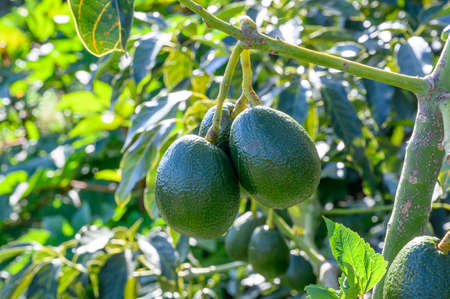 New harvest on avocado trees plantations on La Palma island, Canary islands, Spain, green ripe avocado fruits hanging on treeの写真素材
