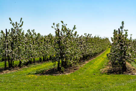 Spring pink blossom of apple trees in orchard, fruit region Haspengouw in Belgium, rows of...