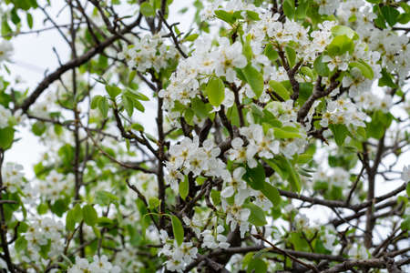 Spring blossom of cherry fruit tree in orchard close up