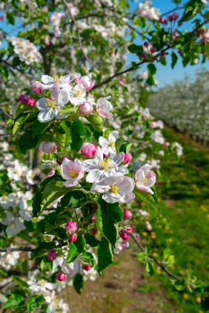 Spring pink blossom of apple trees in orchard, fruit region Haspengouw in Belgium, close upの写真素材