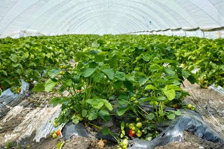 Green house made from polyethylene film protect in spring fields with rows of strawberry plants, farming in Europeの写真素材