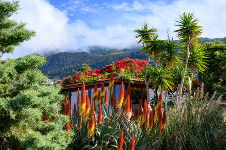 Colorful blossom of aloe vera plant on tropical island La Palma, Canary, Spain in winterの写真素材