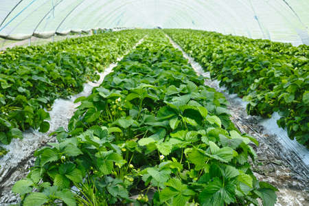 Green house made from polyethylene film protect in spring fields with rows of strawberry plants,...