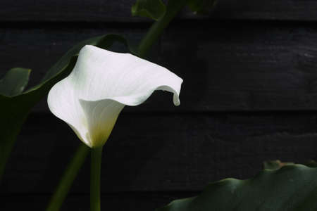 White calla lily flowers on black background close upの写真素材