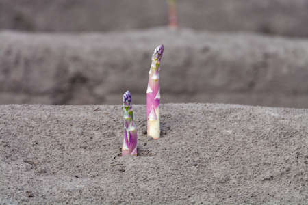 New harvest season on asparagus vegetable fields, white and purple asparagus growing uncovered on farm, agriculture in Netherlandsの写真素材
