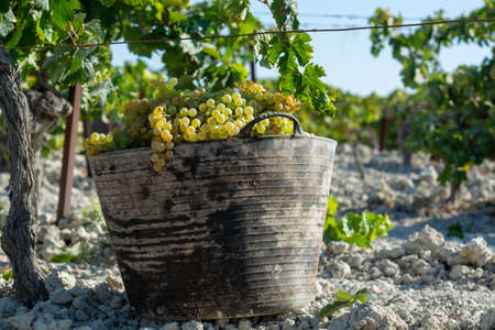 Bucket with new harvest of ripe white grape growing on special light soil in Andalusia, Spain, sweet pedro ximenez or muscat, or palomino grape ready to harvest, used for production of jerez, sherry sweet and dry winesの写真素材