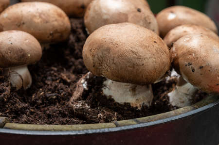 High quality organic brown champignon mushrooms growing in caves close upの写真素材