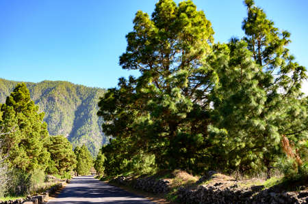Scenic view on Caldera de Taburiente with green pine forest, ravines and rocky mountains near viewpoint Cumbrecita, La Palma, Canary islands, Spain in sunny dayの写真素材