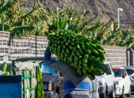 Harvesting time on plantations of bananas fruit on La Palma island, Canary, Spain. Worker carring cluster of green bananas on his back.の写真素材