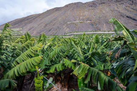 Plantations with  different cultvars of bananas plants on La Palma island, Canary, Spain, harvesting year-roundの写真素材