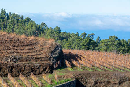 Sunny terraced vineyards located above clouds level on mountains slopes near village Puntagorda in winter, north wine production region on La Palma island, Canary, Spainの写真素材