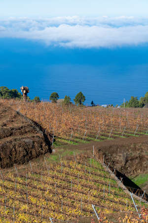 Sunny terraced vineyards located above clouds level on mountains slopes near village Puntagorda in...